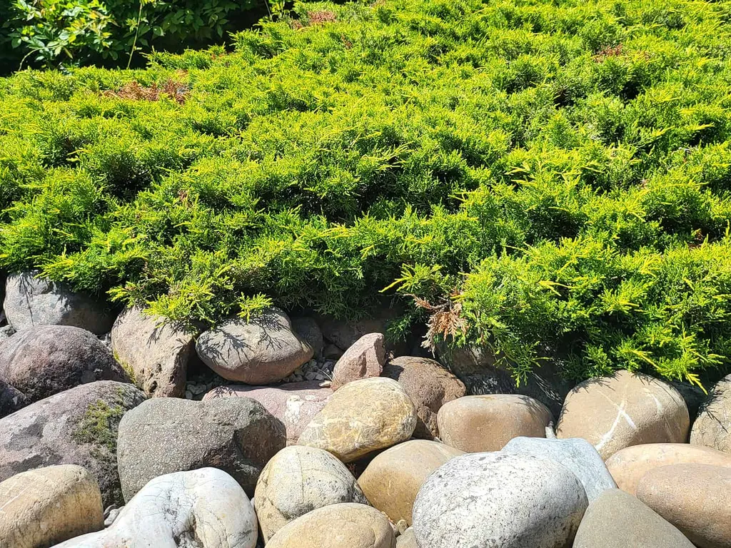 Pierres et végétation du jardin de la propriété
